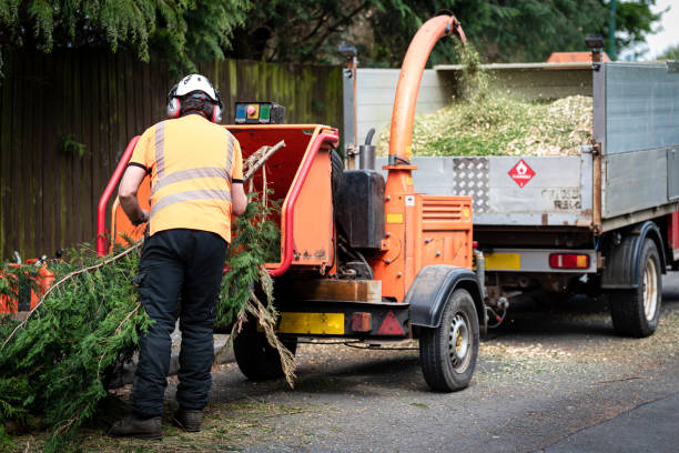 Best Tree Stump Removal  in Little Rock, AR